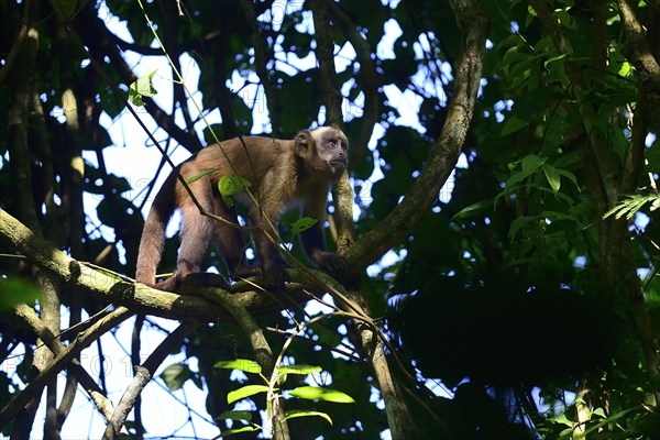 Tufted Capuchin