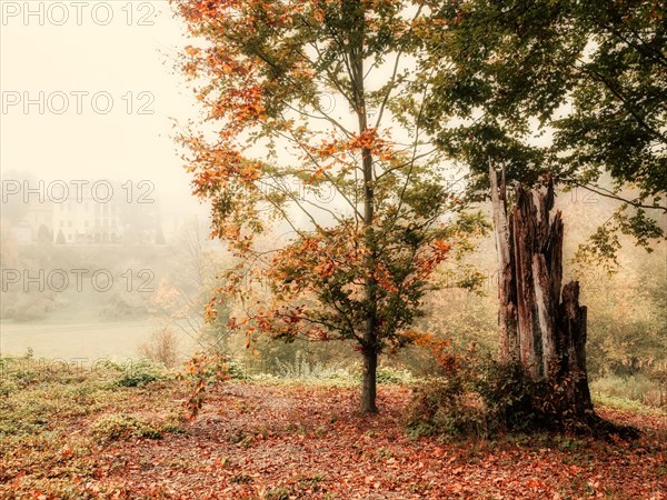 Autumn forest with fog