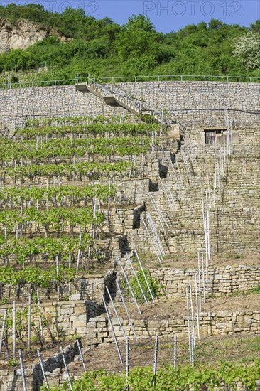 Vineyard stairs