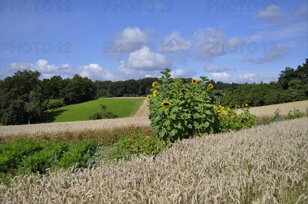 Sunflower