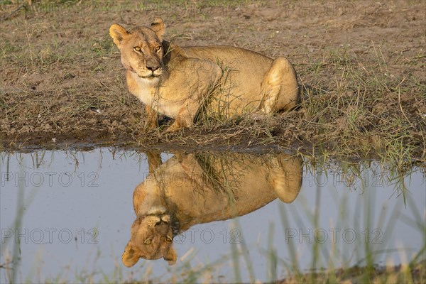 Lion