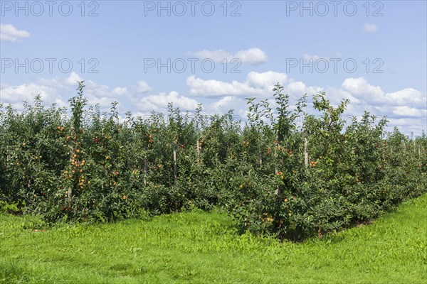 Apple orchard