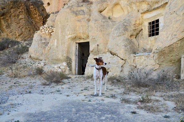 Dog on a leash in front of a cave dwelling