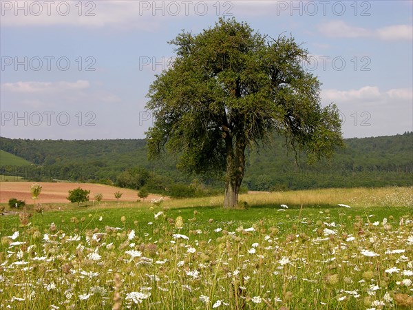 Pear tree Common plantain