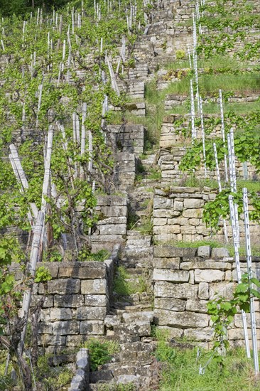 Vineyard stairs