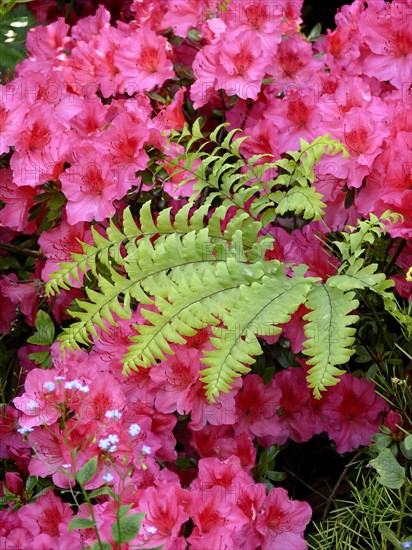 Ivy in azalea blossom