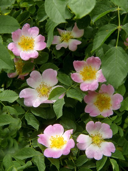 Dog rose