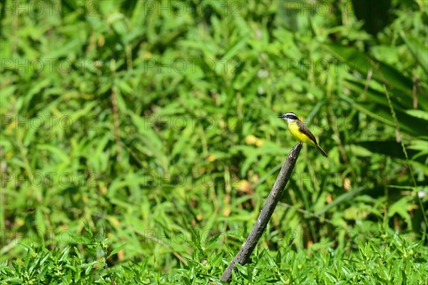 Great kiskadee