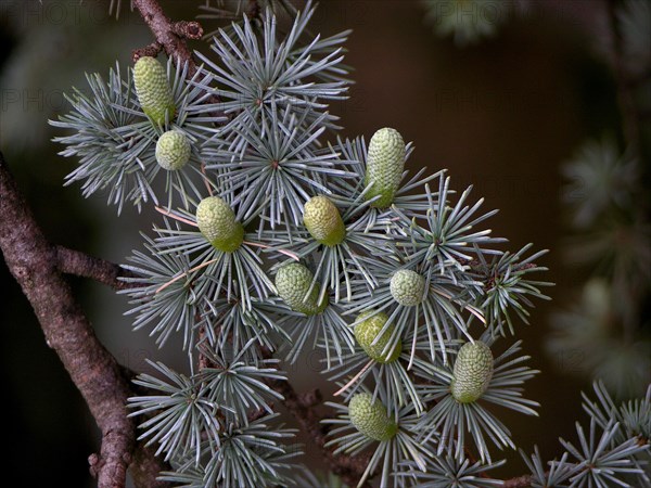 Blue atlas cedar
