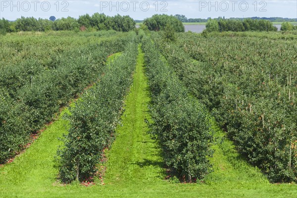 Apple orchard with Elbe