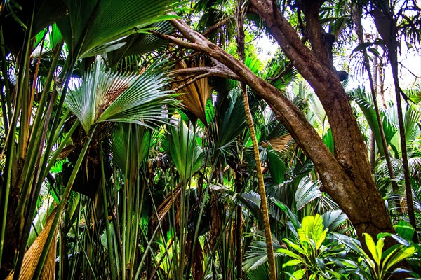 Vallee de Mai