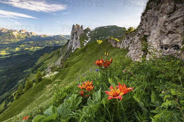 Fire lily