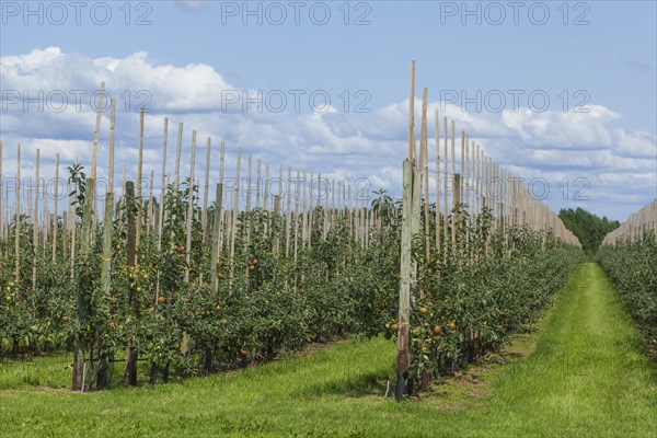 Apple orchard