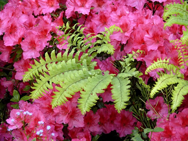Ivy in azalea blossom