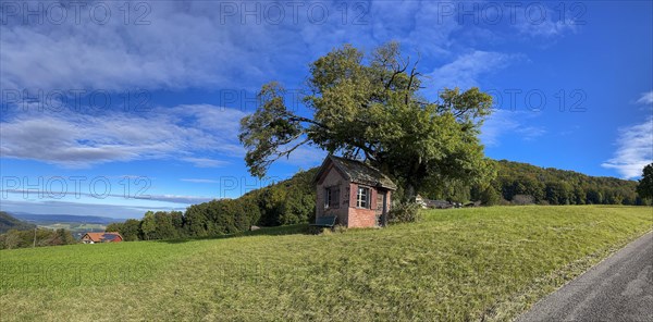 Early autumn landscape with tree and dilapidated hut