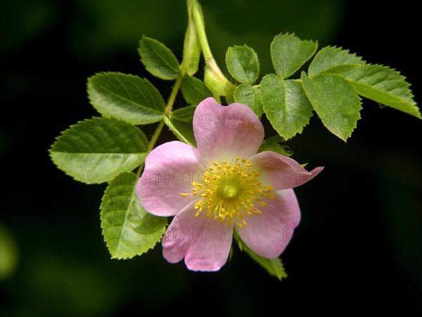 Dog rose