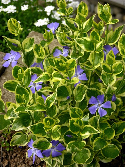 Periwinkle