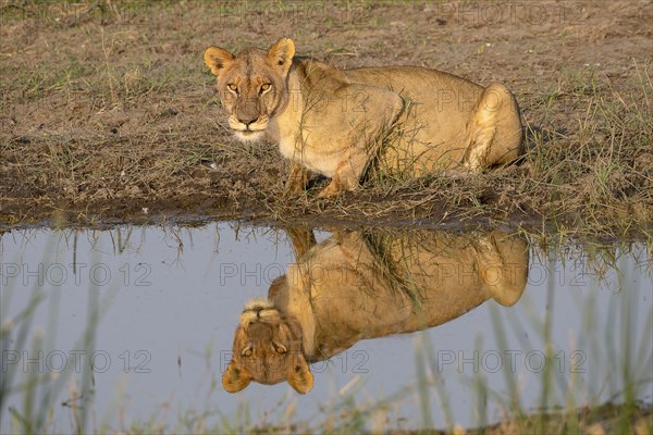 Lion