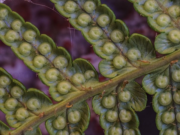 Fern spores