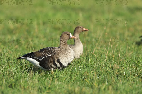 Lesser white-fronted goose
