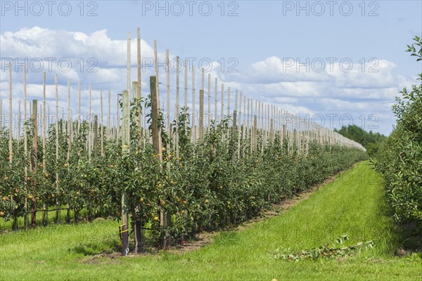Apple orchard