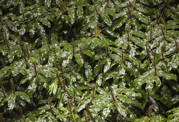 Kahili ginger