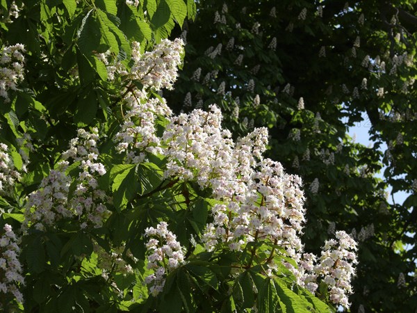 Horse Chestnut in flower