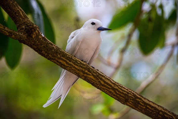 White tern