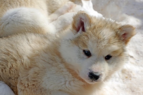 Young sledge dog with thick winter coat looks into the camera