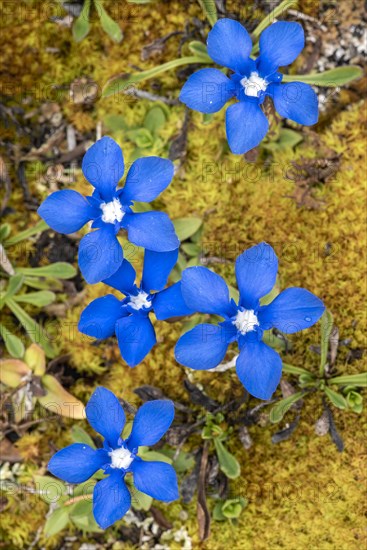 Spring gentian