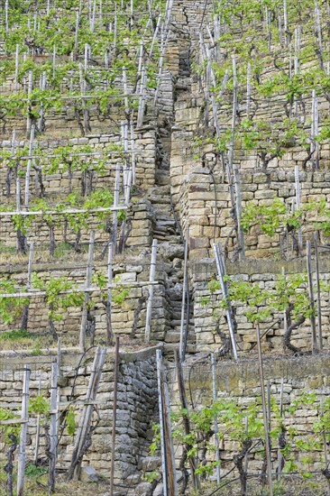 Vineyard stairs