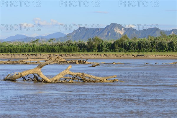 Driftwood in the Rio Alto Beni