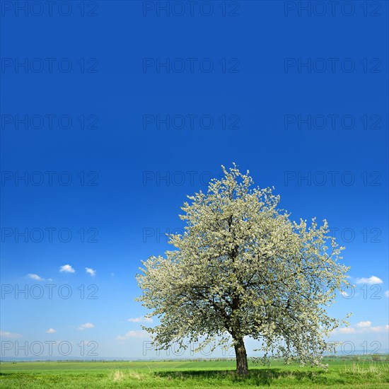 Green fields in spring
