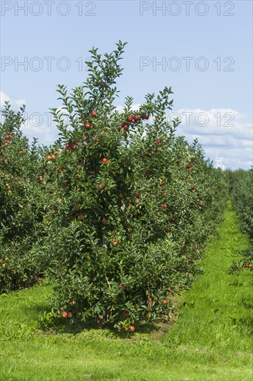 Apple orchard