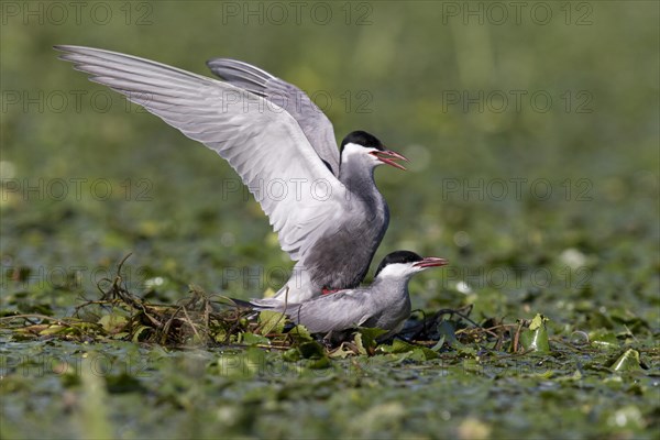 Whiskered Tern