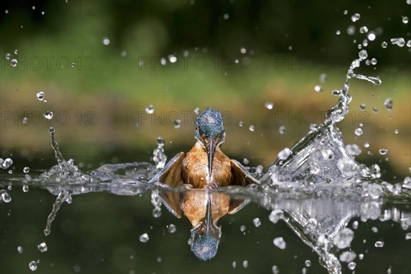 Common Kingfisher