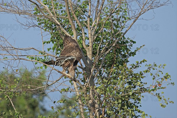 Changeable Hawk-eagle