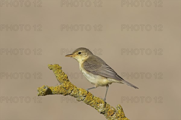 Melodious Warbler