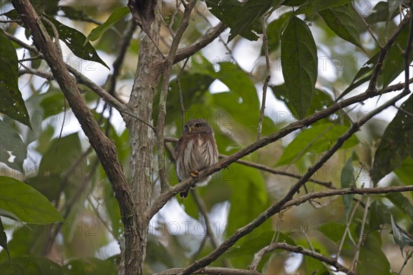 Amazonian Pygmy-owl