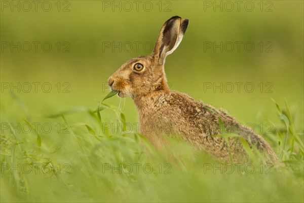 European Hare