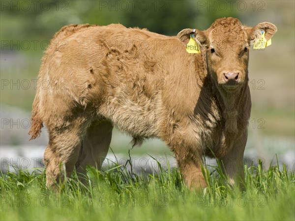 Limousin cows and calves in lush pasture
