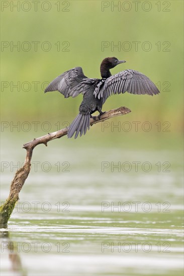 Pygmy Cormorant