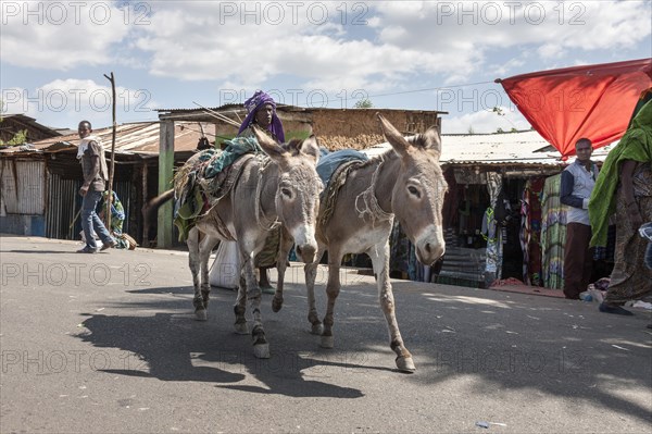 Pack donkey
