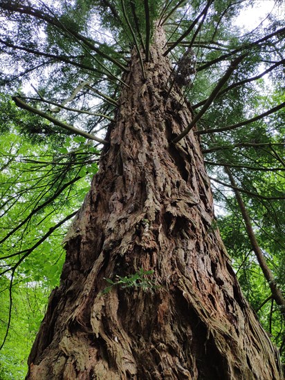 Coast redwood