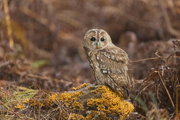 Tawny Owl