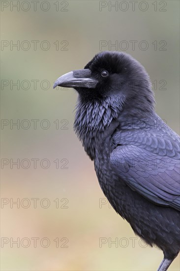 Common Raven