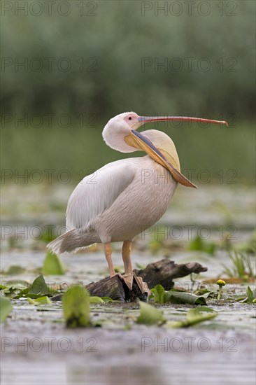 Great White Pelican