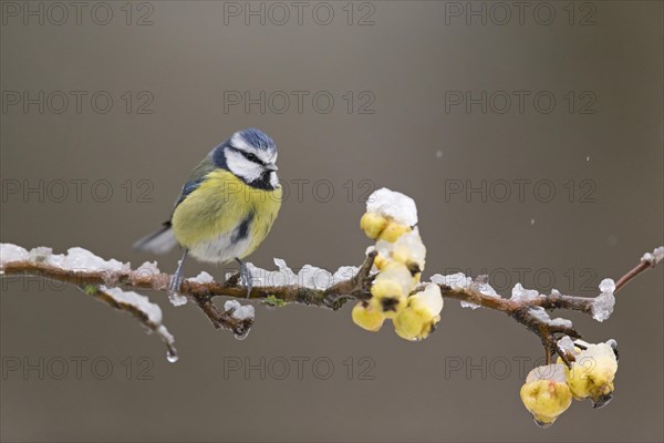 Blue Tit