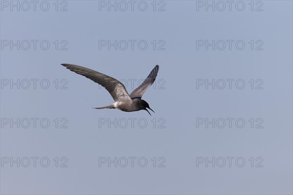Black Tern