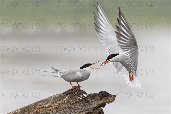 Common Tern